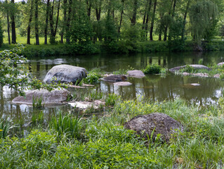 A small pond in the middle of a lush green forest