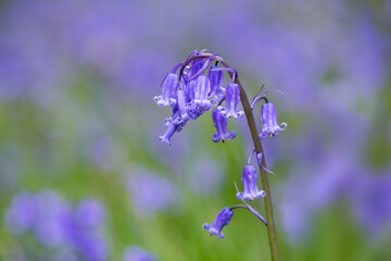 Bluebell, Hyacinthoides non-scripta, in woodland, Dumfries & Galloway, Scotland