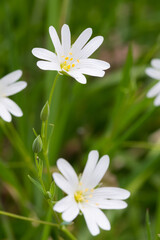 Greater Stitchwort, Stellaria holostea or Rabelera holostea, in woodland, Dumfries & Galloway, Scotland