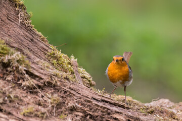 Robin (or European Robin), Erithacus rubecula, Dumfries & Galloway, Scotland
