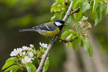Great Tit, Parus major, in a pear tree, Dumfries & Galloway, Sctoland