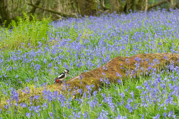 Greater Spotted Woodpecker on a log in bluebell woodland, Dumfries & Galloway, Scotland