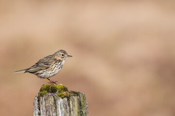 Meadow Pipit, Anthus pratensis, Dumfries & Galloway, Scotland