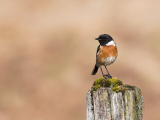 Male Stonechat, Saxicola rubicola, Dumfries & Galloway, Scotland