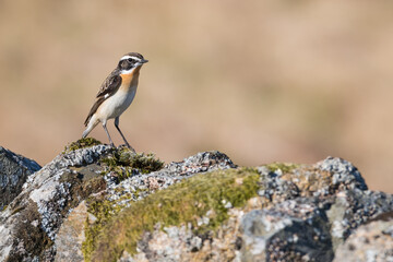 Male Whinchat, Saxicola rubetra, Dumfries & Galloway, Scotland