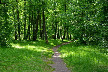 Obraz premium A summer wallpaper with a path winding through a lush green forest