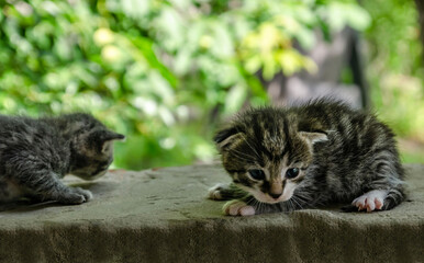 Obraz premium Two Little newborn tabby kittens lie on a wooden surface outdoors, with the garden's green foliage in the background. The kittens have barely open eyes, showing vulnerability and cuteness.