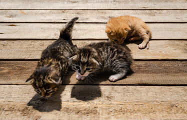 group a small  Adorable newborn striped kittens outdoors on a wooden surface outdoors, . The...