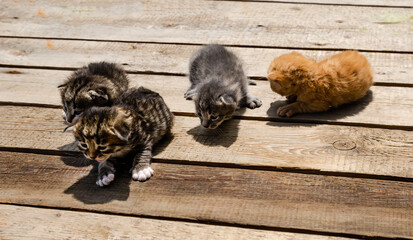 group a small  Adorable newborn striped kittens outdoors on a wooden surface outdoors, . The...