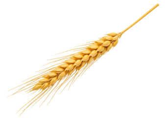Single golden wheat ear isolated on black background representing harvest agriculture and natural food sources with a clean minimalist aesthetic