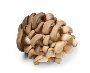 Fresh oyster mushrooms on white background