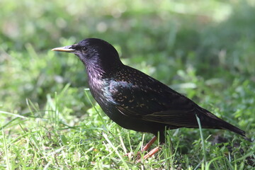 starling on the grass