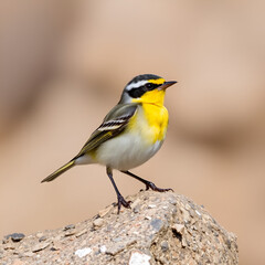 Fototapeta premium western yellow wagtail
