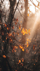 Golden sunbeams shining through mostly bare branches with colorful leaves still clinging on in warm autumn light
