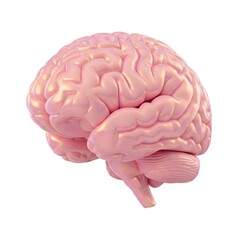 Human brain anatomy medical illustration science education study