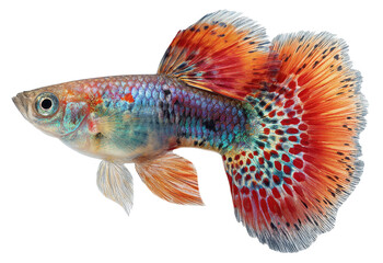 Fototapeta premium guppy fish isolated on transparent background