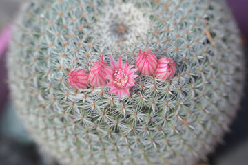 Fleurs de petit cactus boule, famille des mammillaria