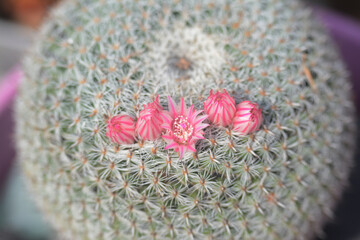 Fleurs de petit cactus boule, famille des mammillaria