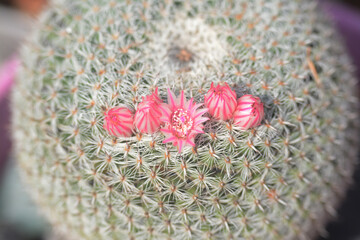 Fleurs de petit cactus boule, famille des mammillaria