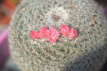 Fleurs de petit cactus boule, famille des mammillaria