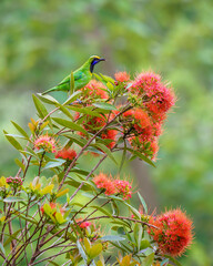 Vertical view of wild chloropsis aurifrons or golden-fronted leafbird on orange xanthostemon chrysanthus aka golden penda tree in tropical garden, Thailand