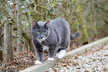 grey cat with green eyes in the grass	
