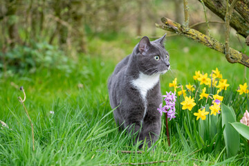 grey cat with green eyes in the grass near flowers in spring
