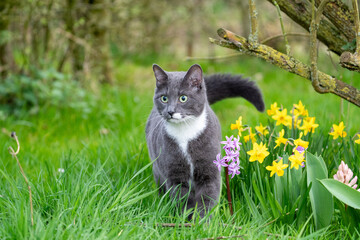 grey cat with green eyes in the grass near flowers in spring
