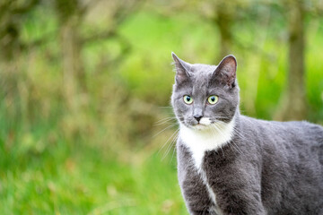 grey cat with green eyes in the grass	
