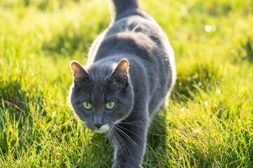 grey cat with green eyes in the grass	
