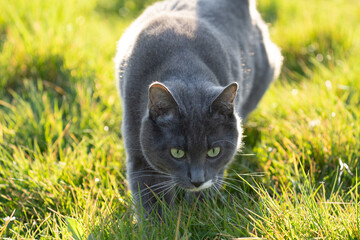 grey cat with green eyes in the grass	
