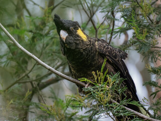 Yellow Tailed Cockatoo In Yellow Wattle
