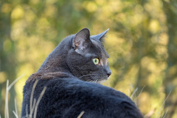 grey cat with green eyes in the grass	

