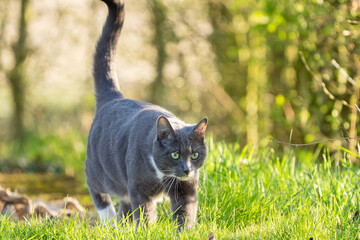 grey cat with green eyes in the grass	
