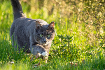 grey cat with green eyes in the grass	
