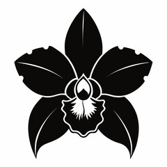 cattleya-orchid isolated, silhouette on white background