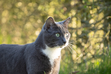 grey cat with green eyes in the grass	
