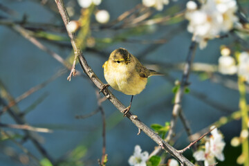 Blooming cherry plum and spring bird Wood warbler (Philloscopus sibilatrix) between flowers