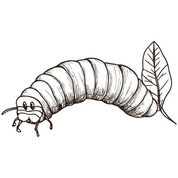 silkworm, insect, vector, transparent background, organism, bombyx mori, isolated, animal, nature