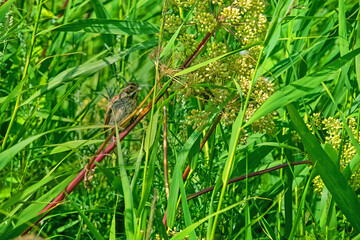 Poium. Reed bunting (Emberiza schoeniclus) nesting in wet grass-willow bush habitat. Female with nestling food. A large umbrella plant is Garden angelica. Baltic, Finnish gulf