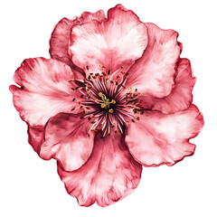 Beautiful pink flower with detailed petals and stamens