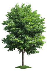 Fototapeta premium Vibrant Green Tree Isolated Against White Background Perfect for Botanical and Natural Design Projects