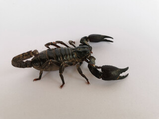 Black scorpion isolated on white background