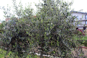 Olive tree with dense silvery green leaves
