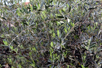 Olive tree with dense silvery green leaves