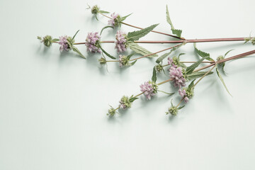 wild beautiful flowers on paper background