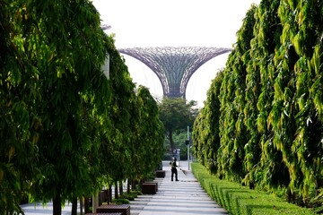 Supertree Grove at Gardens by the Bay in Singapore during the Day | May 2025