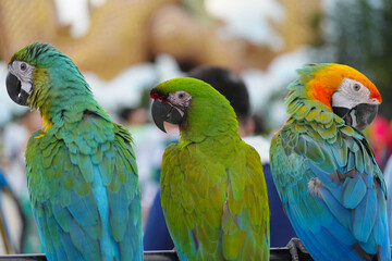 Military macaw parrot free flying bird