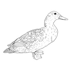 Duck bird, farm fowl, black and white ink sketch. Vector illustration. Village animals, isolated on a white background. For kitchen decoration, textiles, packaging