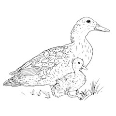 Mother duck and duckling sitting in the grass, poultry from the farm, black and white ink sketch. Vector illustration. Village animals, isolated on a white background. For kitchen decoration, textiles